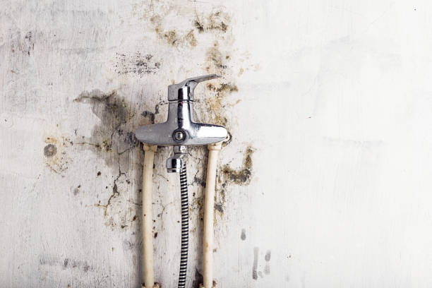 Best Mold Remediation Experts  in Little Flock, AR