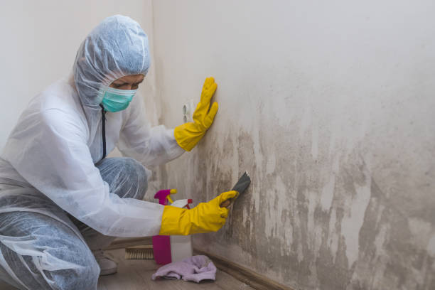 Best Certified Mold Removal  in Little Flock, AR