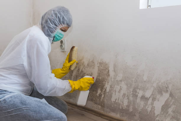 Mold Testing and Removal in Little Flock, AR