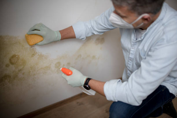 Best Local Mold Removal Service  in Little Flock, AR