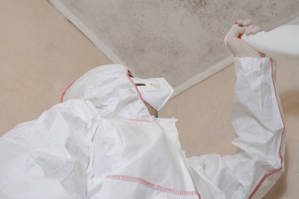 Best Mold Removal Process  in Little Flock, AR