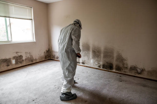 Best Mold Removal Specialists  in Little Flock, AR