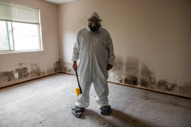 Best Mold Removal Company Near Me  in Little Flock, AR