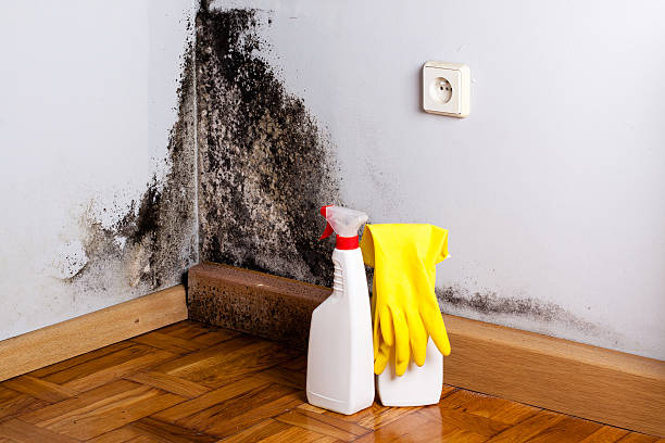 Professional Mold Removal in Little Flock, AR