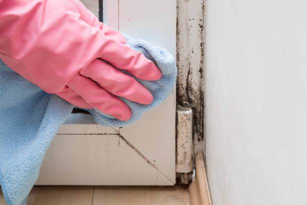 Best Mold Removal Near Me  in Little Flock, AR