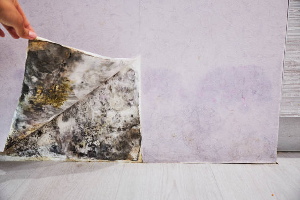 Best Emergency Mold Removal  in Little Flock, AR